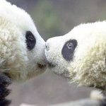 귀여운 <b>판다</b> 어디까지 봤니?