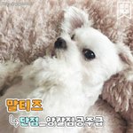 [댓글부탁해] 온센타마고 짤 아는 사람ㅜㅜ