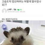 [추가재업] 약혐) 고슴도치 가시 자른 학대범