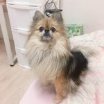 [6탄] 우리콩이보고가요~