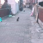 [드루와] 우리<b>집</b> <b>앞</b>에 고양이있음(사진있음)