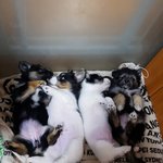 [강아지] 저희엄마는 유기견입니다