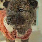 레이/진도견/여아/2개월    *앞발의 흰색<b>무늬</b>가 귀여운 아이예요.