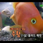 [드루와] 블랙핑크 로제의 반려물고기 <b>주황</b>이