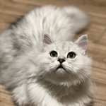 [고양이] 우리 만두가 내새끼자랑대회에서 1등했어요~!!