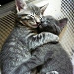 토끼돼<b>지야</b> 우리 같이살자