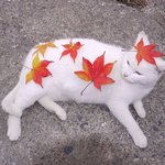 [EXO] 아 드디어 나도 고양이 키우나했더만 꿈이라니ㅠㅠㅠ