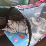 [드루와] <b>울집</b> 고양이 자는모습 뭔가 사람같음