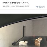 [댓글부탁해] 캣맘들 민폐.. 차까지 <b>긁힘</b>