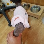 [강아지] 새끼를 잃고 삶의끈을 놓으려는 아이 좀 ㆍ