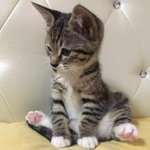 [드루와] 진짜 나는 이번 처음 고양이 키우고