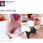 [방탄소년단] 태형이 강아지 뭐야??