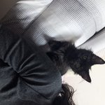 [고양이] 검은고양이 <b>네로</b> 구경하구 가영