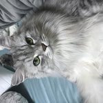 우리 집 개와 고양이들을 소개합니다~!~!