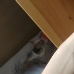 <b>쟈</b>기들아 이거 무슨톤 틴트임?