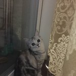 [드루와] <b>울집</b> 고양이 ㄹㅇ 예쁘게생김