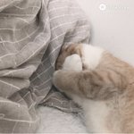 반장인데 벌써부터 반티땜에 머리아픔 <b>아악</b>!!!!!!!!!!!!