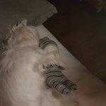 [EXO] 우리 강쥐 <b>뒷담화</b> 좀 해도 더ㅣ냐