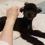 [강아지] 귀여운건 같이보자!!