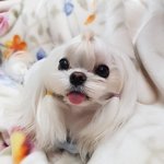 [강아지] 우리 막내 <b>짱이</b> 미용한날~~! 이쁘게 봐주세요~!