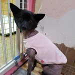 [강아지] 흑진주 소식입니다