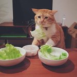 얘들아 고양이 이상한 소리 <b>냄</b> ㅠㅠ