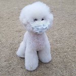 강아지 <b>분양</b>!!