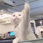 [댓글부탁해] 아 나 같은학교애 트위터 봄;;;;