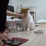 나의 동거묘 <b>도칠</b>이와 집사의 주말