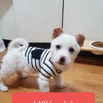 [강아지] 보호소에서 태어난 <b>둘리</b>