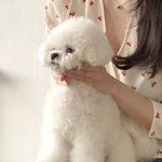 [댓글부탁해] 얘 <b>비숑</b>임???? ㅈㄴ기엽따