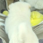 [강아지] 날으는 <b>솜뭉치</b>
