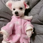 [강아지] 벌써 5살 우리 <b>하양</b>이