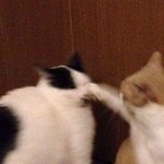 [조언부탁해] 내가 질투해서 그런 걸로 보여?