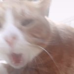 [댓글부탁해] <b>고앵이</b> 주제에 소리지르는거봐 ㅋㅋㅋㅋㅋㅋㅋ