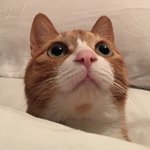 6년전 냥줍한 고양이가 이렇게 변했어요-2탄