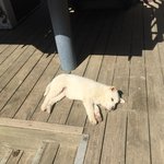 [강아지] <b>낮잠</b> 중~