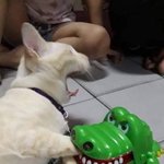 [댓글부탁해] <b>관종</b> 고앵이 역겹다 추반