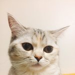 [드루와] 울집 고양이 뭔가 <b>사막</b>여우닮음