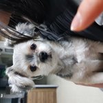 [드루와] 나 유기견 주웠(?)는데 봐주랑