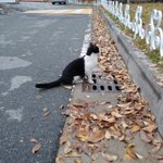 [댓글부탁해] 자퇴한 애들아 <b>장단점</b>이 뭐야
