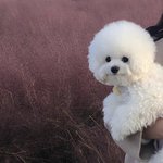 <b>비숑</b> 이름 좀 지어죠