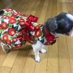 [강아지] 쏭이 봄 꼬까옷 <b>득템</b>했어요.