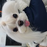 [강아지] 살아있는 아기공룡 <b>둘리</b>..맞나요?