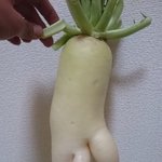 요며칠 고구마캐러온 기분