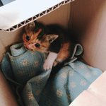 나 고양이 자랑할 꼬양