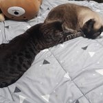 [댓글부탁해] 울 애들 봐봐 짱<b>귀임</b>