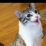 [댓글부탁해] 다리없는 장애 <b>고앵이</b>