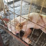 [강아지] 완주<b>번식</b>장에서 구조된 불테리어 입양소식