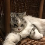망한 고양이 사진<b>대회</b> 열어보자!